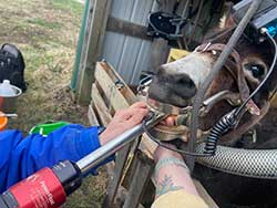 Green Hills Veterinary Clinic - Equine Dental